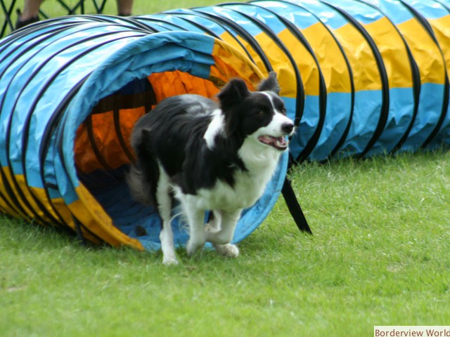 Kirkwind Poppet At Kirkbridgend