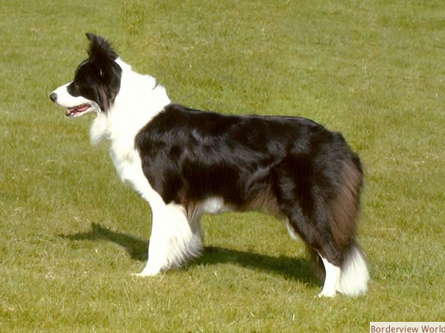 DAM: Kirkwind Poppet At Kirkbridgend