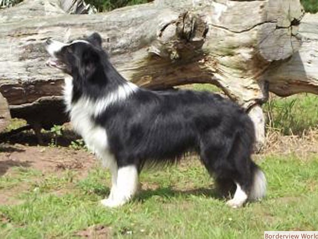 SIRE: Littlethorn Scirocco