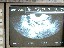 Scan of Puppies
