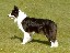 DAM: Kirkwind Poppet At Kirkbridgend