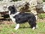 SIRE: Littlethorn Scirocco