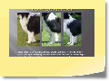 Pictorial UK Breed Standard