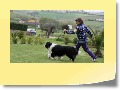 Italian Border Collie Show